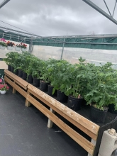 Plants