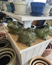 Frogs