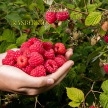 Fruits