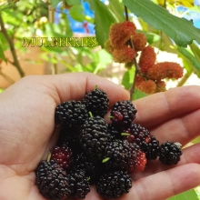 Fruits