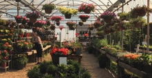 Green House