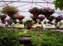 Green House