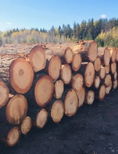Timber