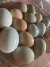 Eggs