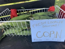 Corn