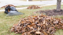 Fall Cleanup